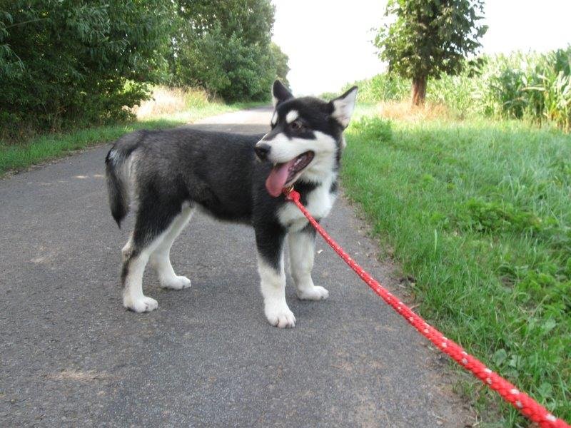 W-Wurf Witu und Whakan 042